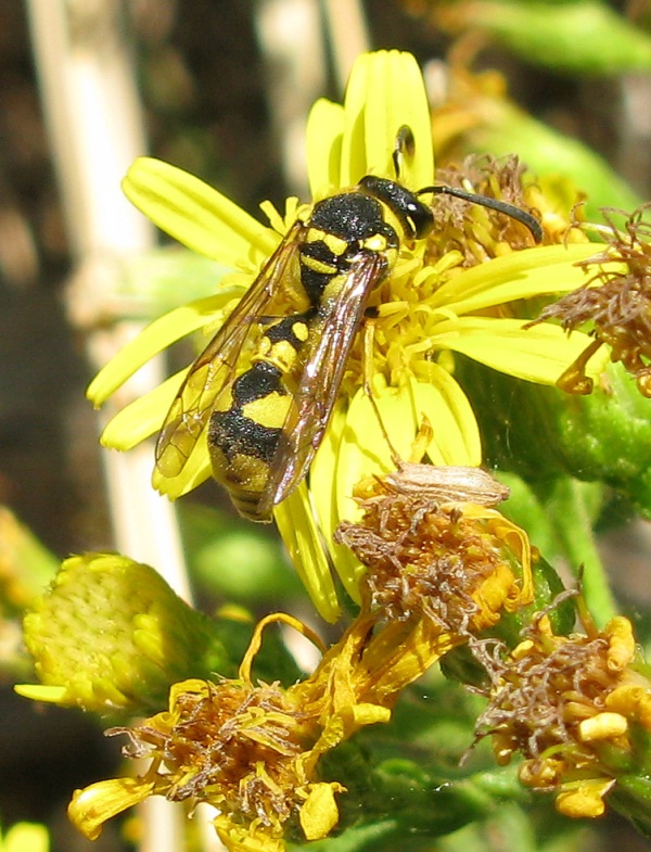 Vespidae Eumeninae: Eumenes sp.